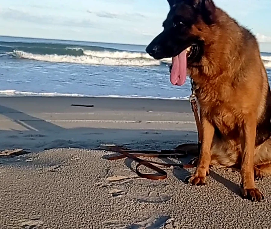 Pastor Alemão do canil em passeio na praia